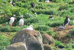 PICTURES/Puffin Express - Boat Tour Around Puffin Island/t_Puffins (21).JPG